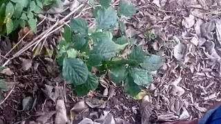 Tan gay enjoys outdoor sex with Tao