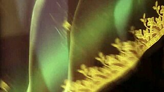 Indian Lover From The Far East