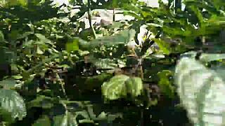 Ela me fez de corno enquanto dava pros caras na praia com Joy Cardozo and Bruna Black. It was a wild gangbang by the shore.