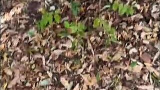 Outdoor walk turns into fucking with mature latina wife and husband