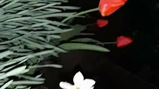 I invited my neighbor to admire the flowers, then we got wet and I fucked her mouth, diving into her hairy beaver until orgasm.