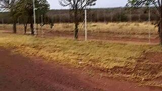 Ebony Orgy Sex in African Safari Backseat