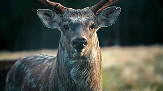 ever wonder why girls don’t cum? here’s 5 wet pussy licking reasons!