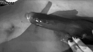 My Wife's Real Sperm Deposit!