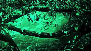 dark lantern presents the dragonfly freddie