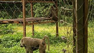 stunning blonde babe sucks huge cock then gets pounded bareback