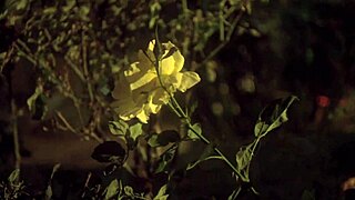 A blonde hottie fucks with her man in the evening in the garden.
