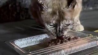 Nothing to see here, just a crazy cat lady feeding stray cats in thailand!