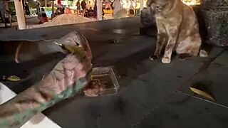 Nothing to see here, just a crazy cat lady feeding stray cats in thailand!