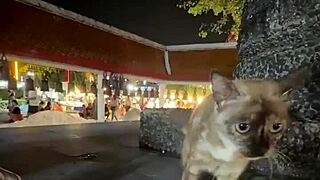 Nothing to see here, just a crazy cat lady feeding stray cats in thailand!