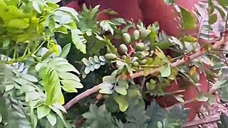 mysterious evangelical neighbor plucks forbidden fruits so teasingly