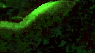 cuck hubby eyes wife hammered by bull bull 🔥👀